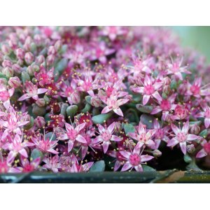 Rozchodník pochybný (Sedum spurium) ´PURPURTEPPICH´ kont.P9